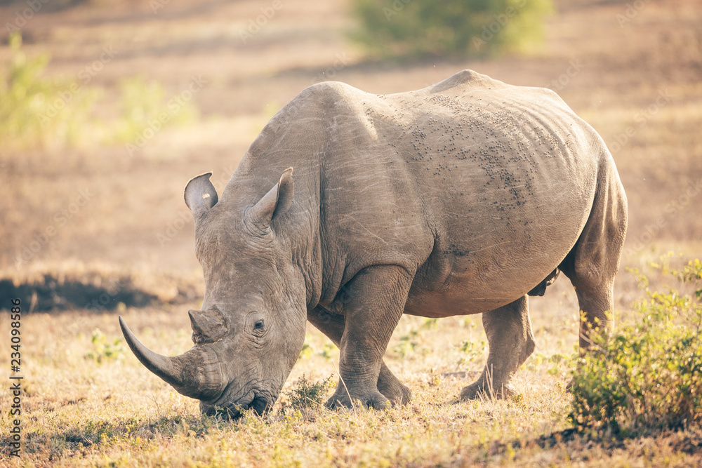 Fototapeta premium Rhinocéros du Kruger