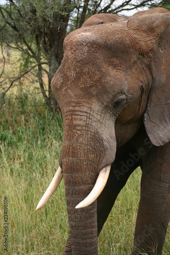 éléphant