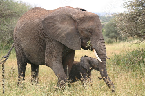 éléphant et son petit 