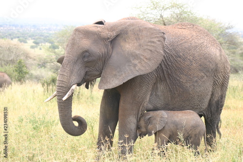 éléphant et son petit 
