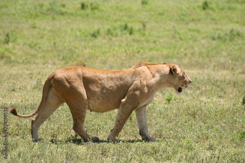 lionne