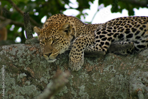 léopard sur son arbre 