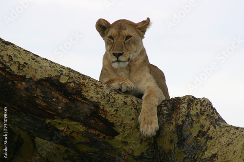 lionne sur un arbre 