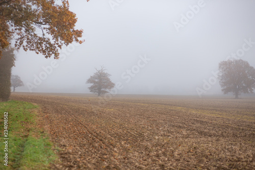 misty fields