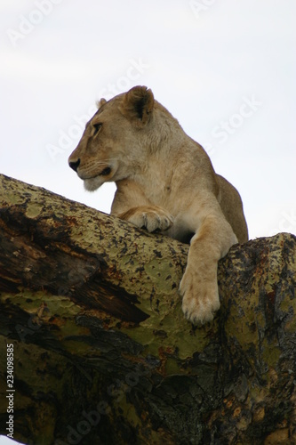 lionne perchée 