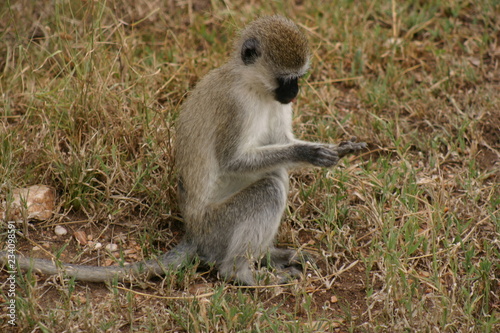 singe