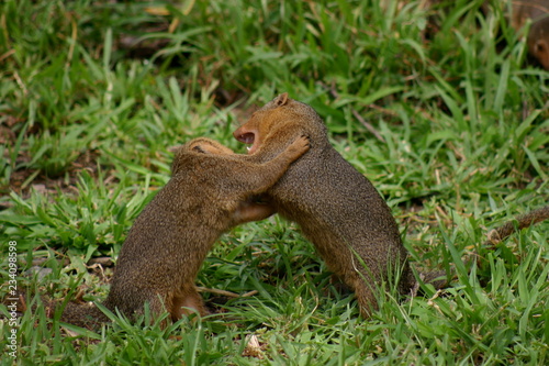 petites marmottes 