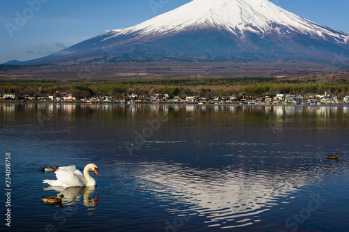 swan and ducks with mount Fujisan photo