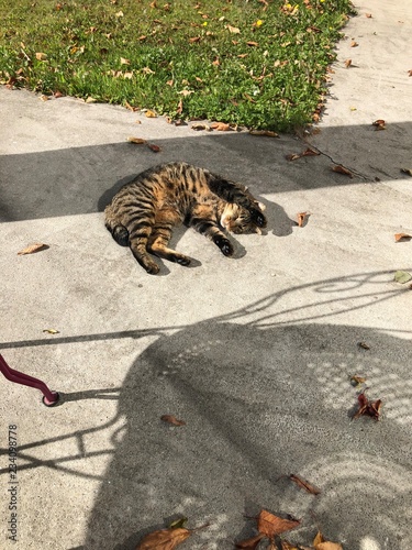 chat