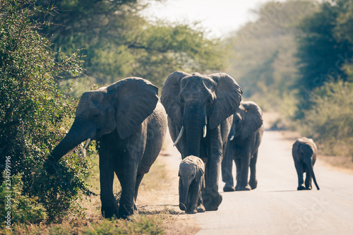 Eléphants du Parc national Kruger