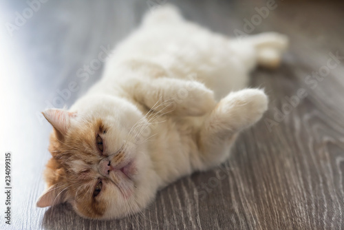 Foto Exotic shorthair cat on wooden floor