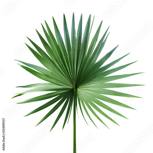 Exotic Palm Leaf Isolated on White Background