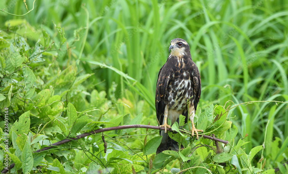Immature common Black hawk (Buteogallus anthracinus) in Panama, bird of prey in his native habitat. Immature common Black hawk (Buteogallus anthracinus) in Panama, bird of prey in his native habitat.