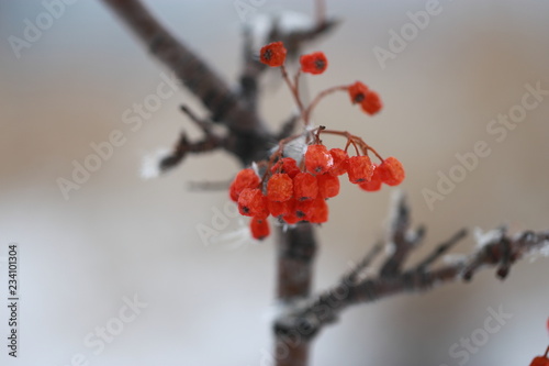 Cluster of Rowan berries on natural background