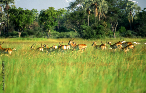 Lechwe (Kobus leche), Okavango Delta, Okavango Delta, Ngamiland, Botswana, Africa