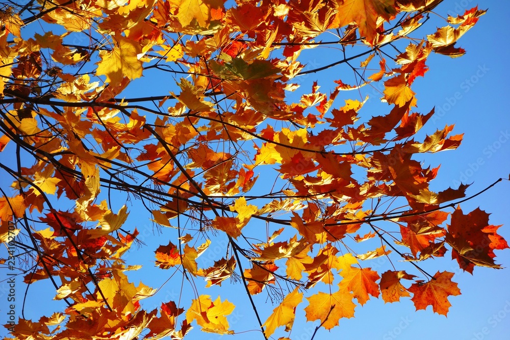 Colourful Autumn leaves against a blue sky. Colourful Autumn leaves against a blue sky.