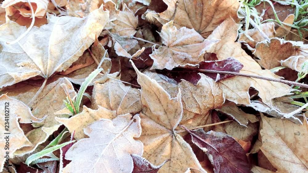 Autumn colorful leaves and grass in frost. Harbingers of winter - rime, first frost on plants. Ice crystals on frosted leaves at morning frost. Autumn colorful leaves and grass in frost. Harbingers of winter - rime, first frost on plants. Ice crystals on frosted leaves at morning frost.
