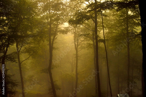 lost and mysterious forest © ana
