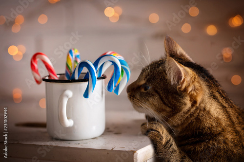 Bilde på lerret The cat is smelling candy in a cup