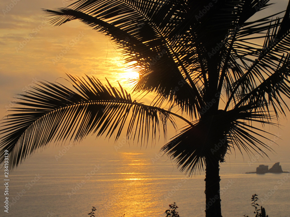 A romantic view of a Palm Tree silhouette overlooking the sea during sunset on the Pacific