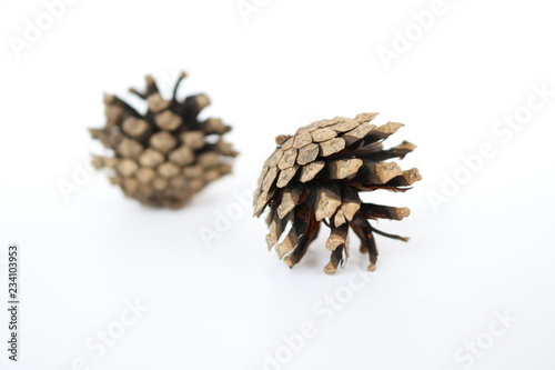 Two pine cones on a white background. Isolated objects.