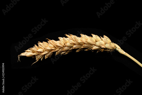wheat isolated on black background