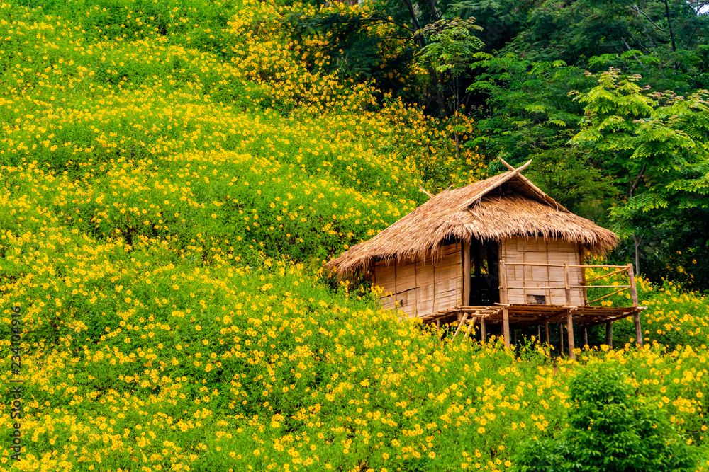 Tithonia diversifolia. Bua Tong yellow flower at Doi Hua Mae Kham in Chiang Rai, Thailand.