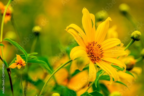 Tithonia diversifolia. Bua Tong yellow flower at Doi Hua Mae Kham in Chiang Rai  Thailand.