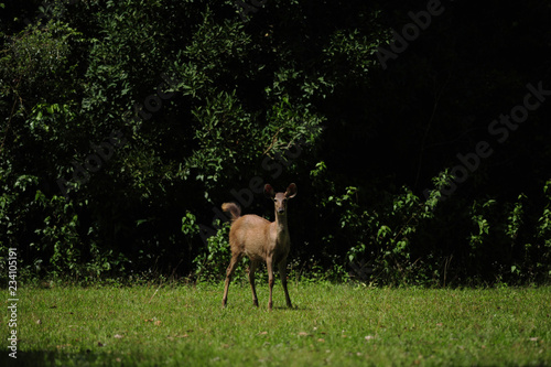 little deer