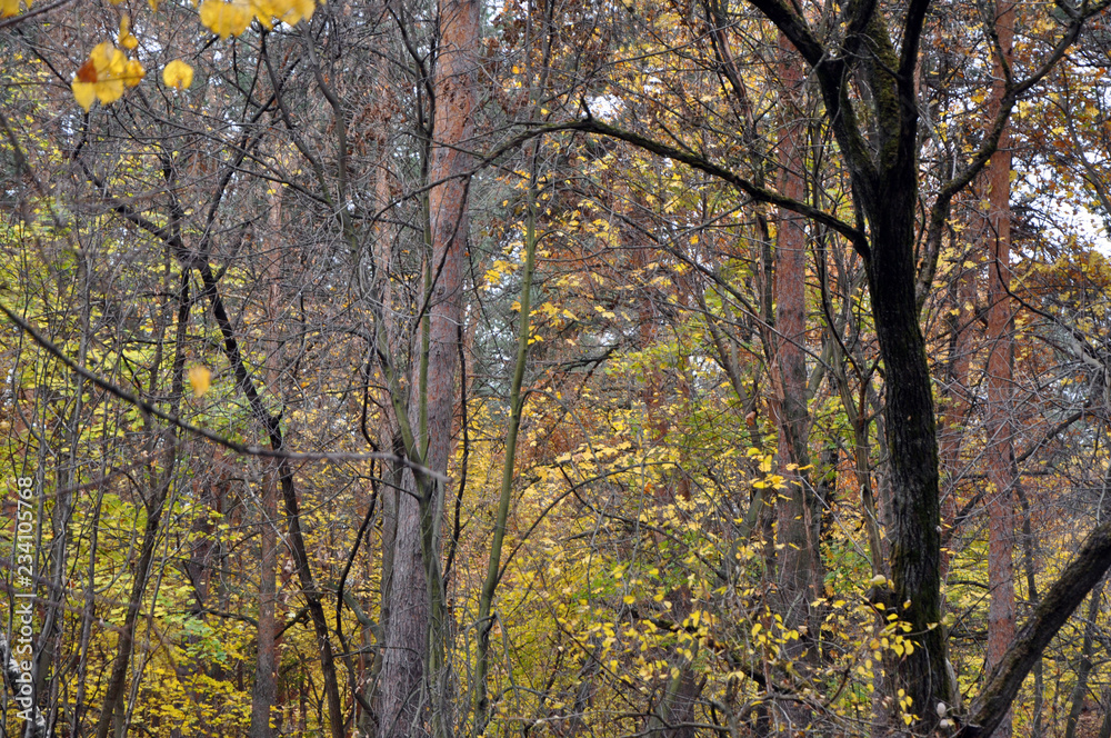 yellow leaves on the trees in the autumn forest yellow leaves on the trees in the autumn forest