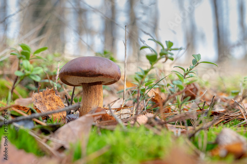 Mushroom in the grass in the deciduous forest. Forest fruits after the first frosts.