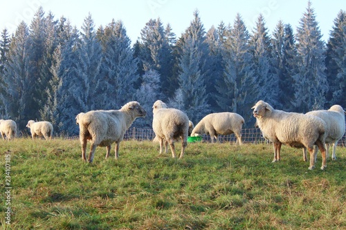 Schafe in herbstlicher Landschaft  Rauhreif  Allg  u  Bayern