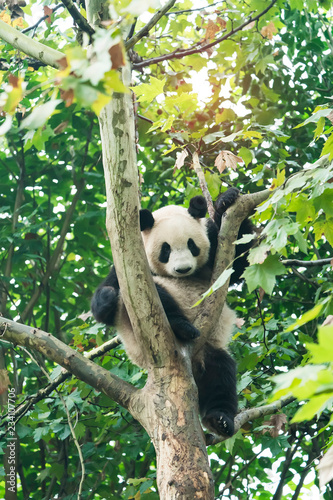 Giant panda over the tree.