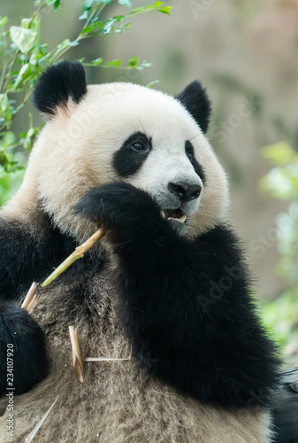 Giant panda eating bamboo © xiaoliangge