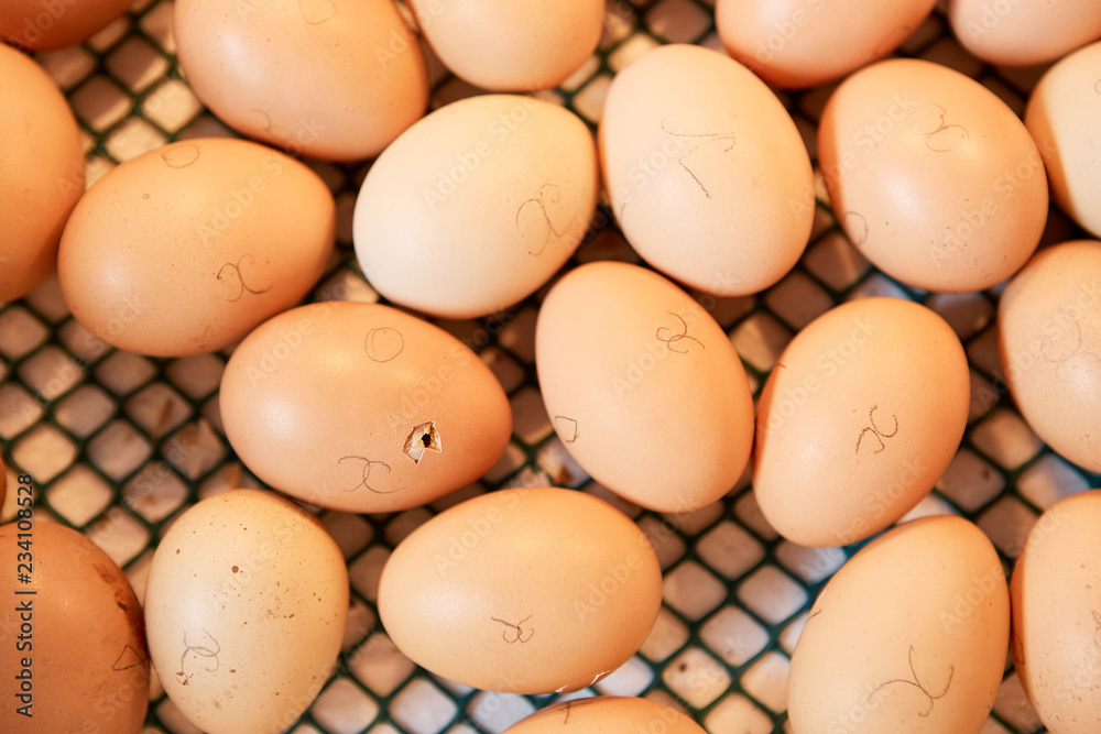 Chicken duck turkey eggs in incubator, some hatching out. agricultural farms Chicken duck turkey eggs in incubator, some hatching out. agricultural farms