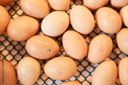 Chicken duck turkey eggs in incubator, some hatching out. agricultural farms