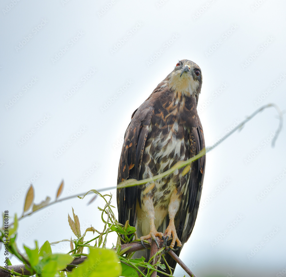 Immature common Black hawk (Buteogallus anthracinus) in Panama, bird of prey in his native habitat. Immature common Black hawk (Buteogallus anthracinus) in Panama, bird of prey in his native habitat.
