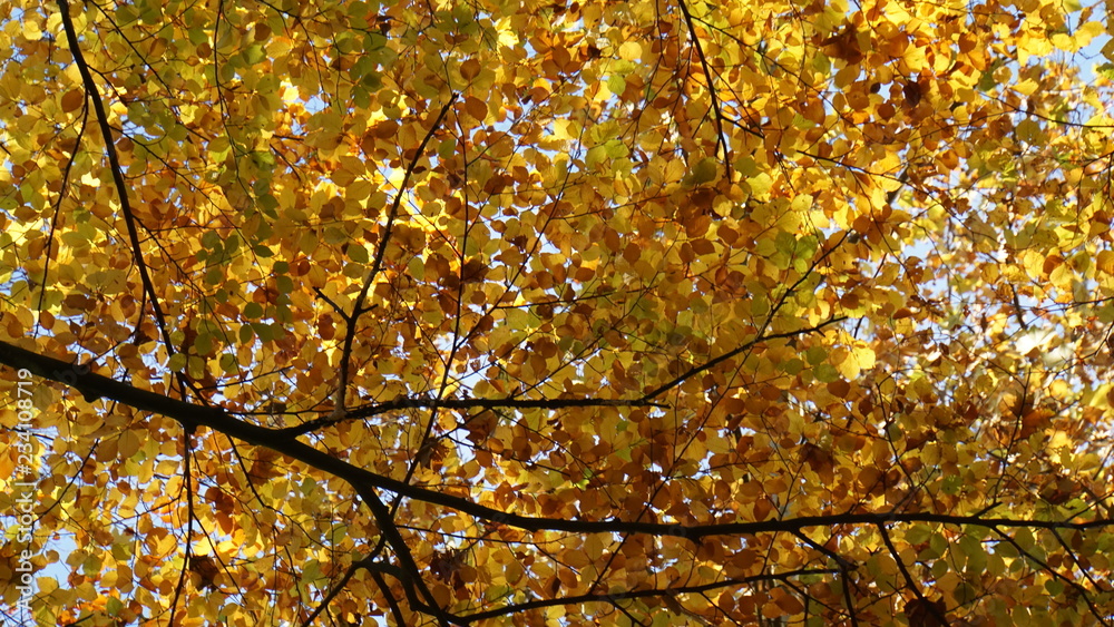 Herbst im Eversten Holz in Oldenburg