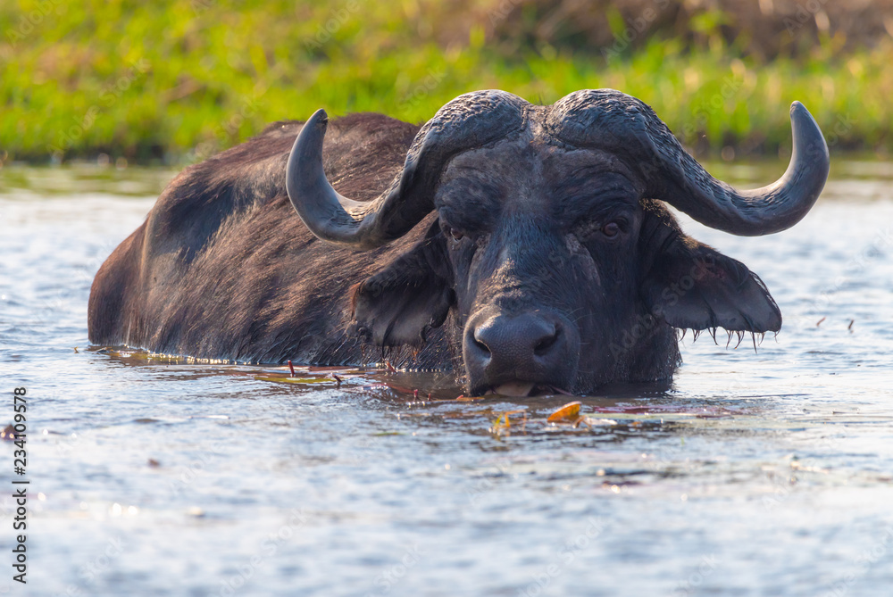 Fototapeta premium ein Kaffernbüffel, Syncerus cafferi, steht im Chobe River und säuft Wasser