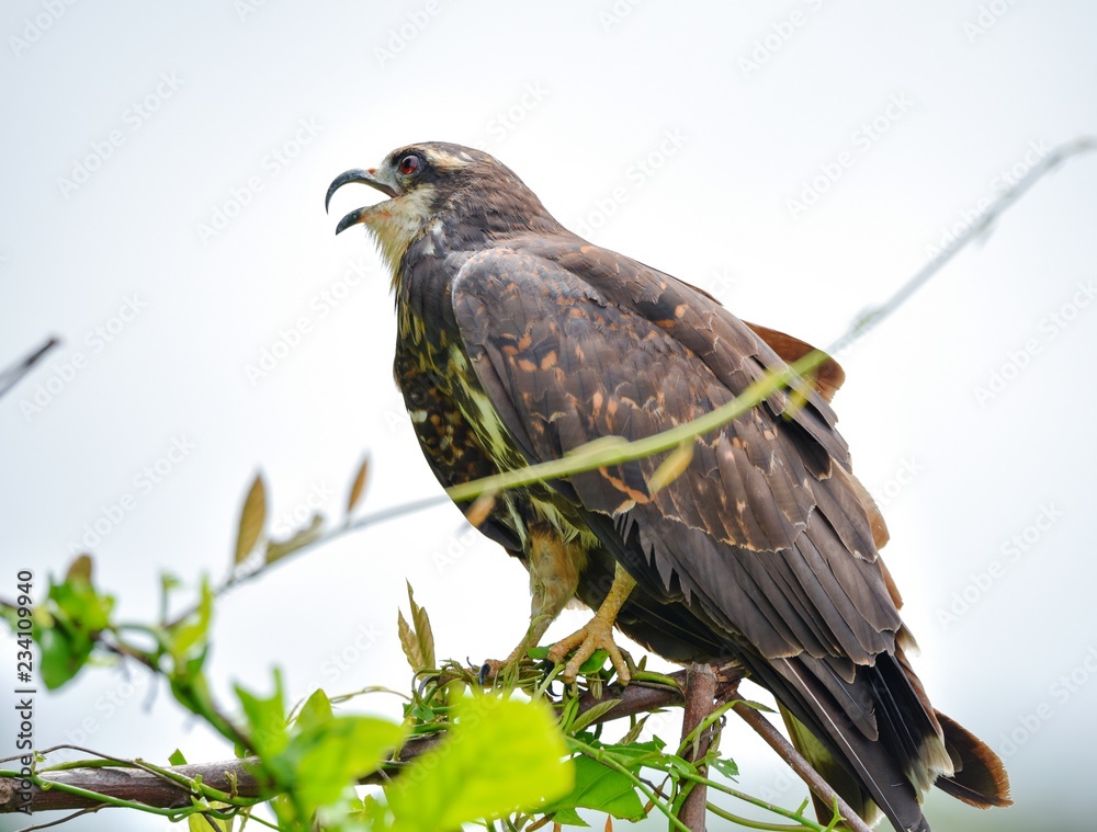 Immature common Black hawk (Buteogallus anthracinus) in Panama, bird of prey in his native habitat.
