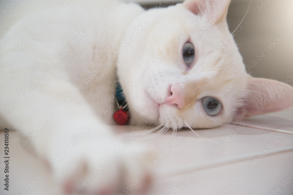 Portrait of a 2-year old male white cat.Beautiful white cat relaxing on floor.