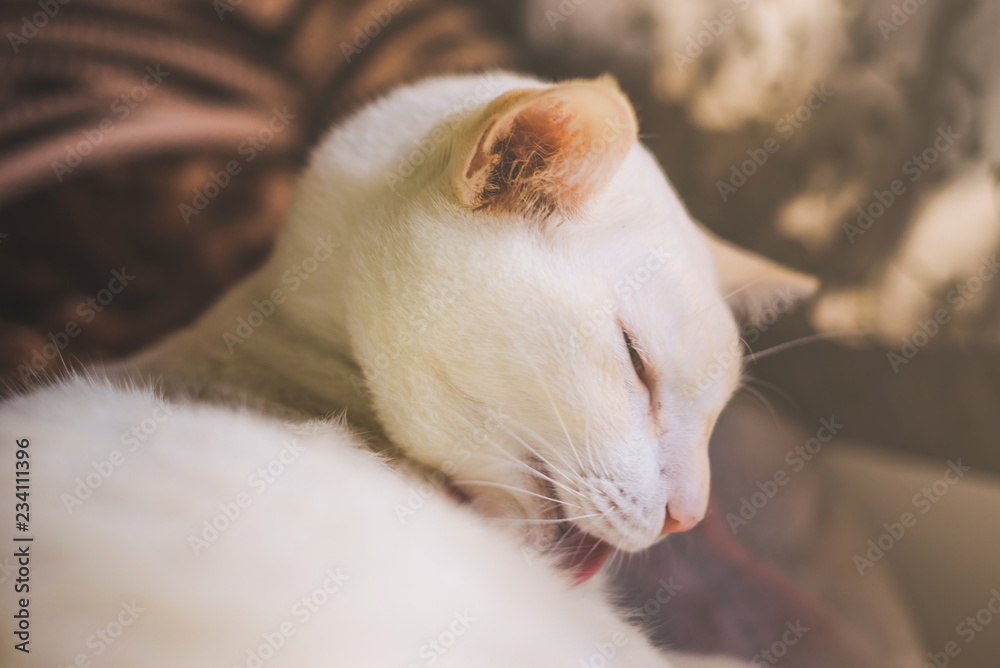 White cats on the couch Near the window with morning light,cat looking out the window on a sunny day White cats on the couch Near the window with morning light,cat looking out the window on a sunny day