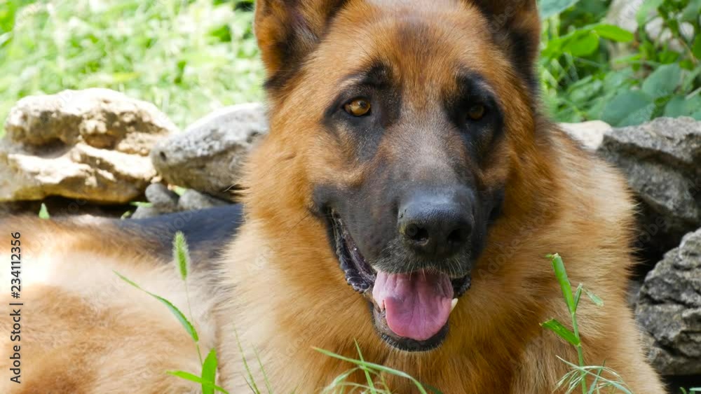 Young purebreed german shepherd dog lying in a grass. Two years old dog nature portrait Young purebreed german shepherd dog lying in a grass. Two years old dog nature portrait