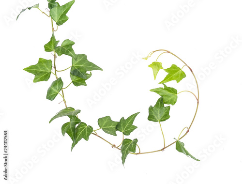 ivy leaves isolated on a white background photo