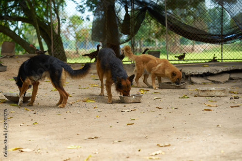 group oef dogs eat food by cup feed photo