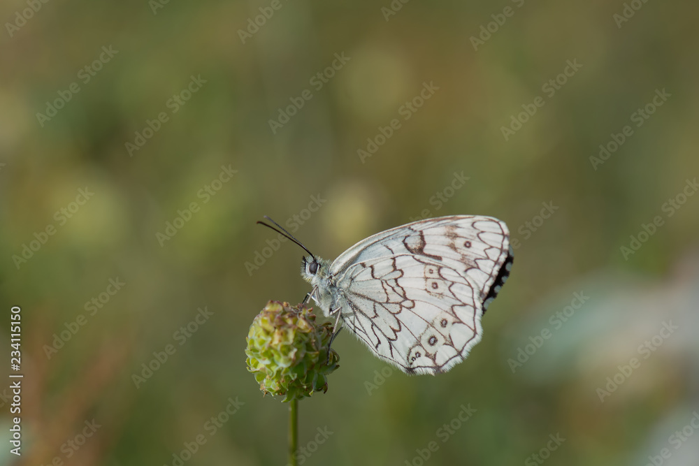 Fototapeta premium Satyridae / Anadolu Melikesi / Balkan Marbled White / Melanargia larissa