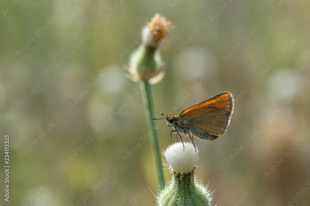 Hesperiidae / Sarı Antenli Zıpzıp / / Thymelicus sylvestris Hesperiidae / Sarı Antenli Zıpzıp / / Thymelicus sylvestris