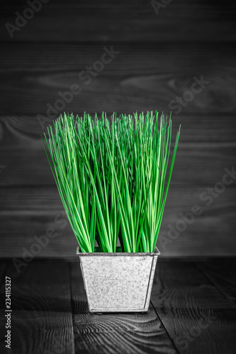 Fototapeta Naklejka Na Ścianę i Meble -  young green rice plant in a white pot isolated on a black background
