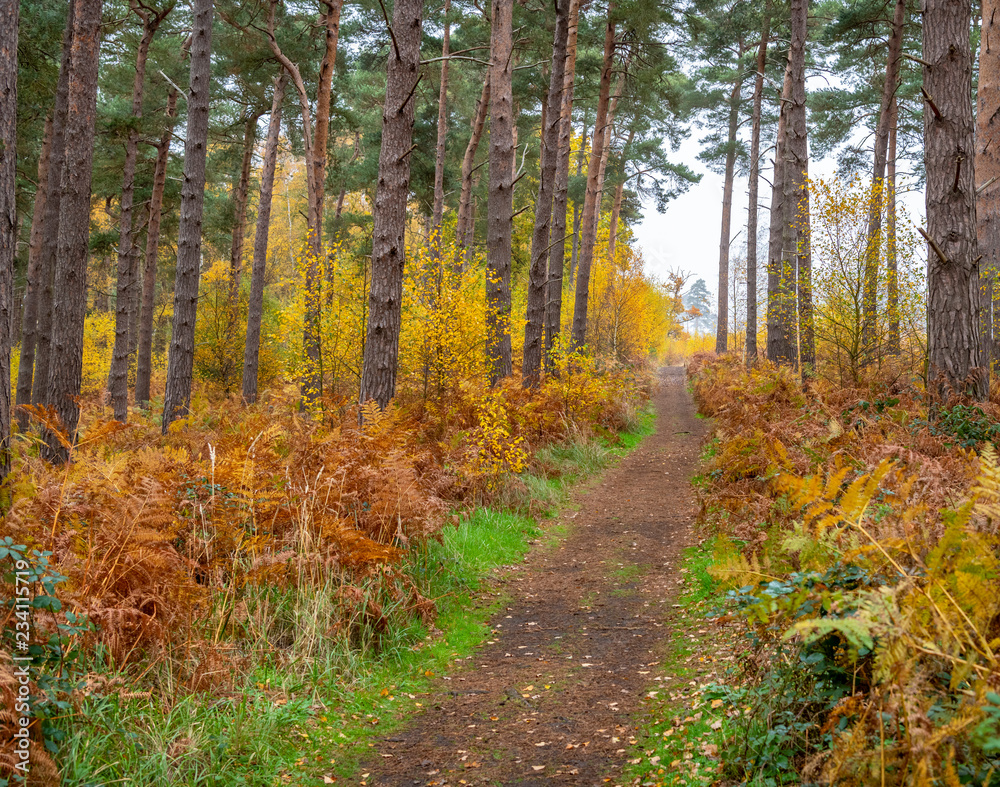 Fototapeta premium Footpath in Autumn