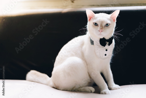 Fototapeta Naklejka Na Ścianę i Meble -  Portrait of Tuxedo White Cat wearing suit,animal  fashion concept.